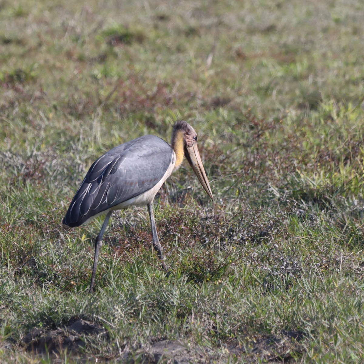 Lesser Adjutant - ML646294948