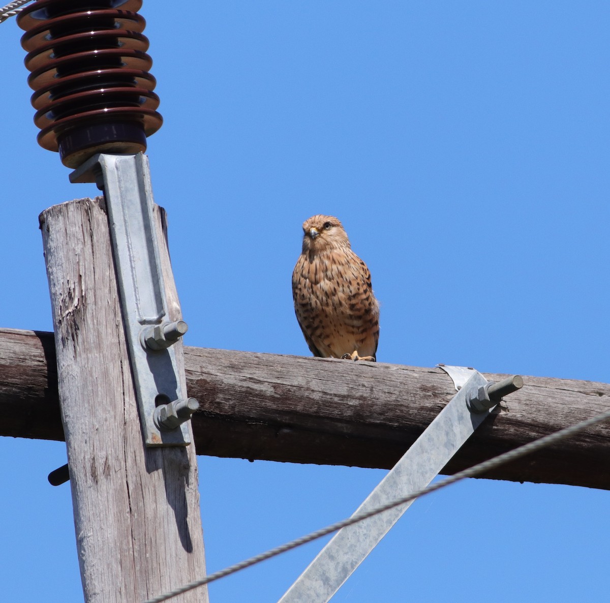 Greater Kestrel - ML646294950