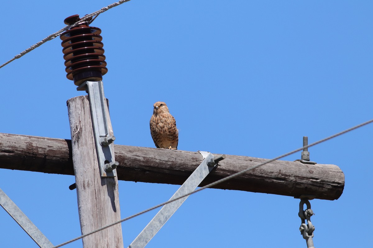 Greater Kestrel - ML646294951