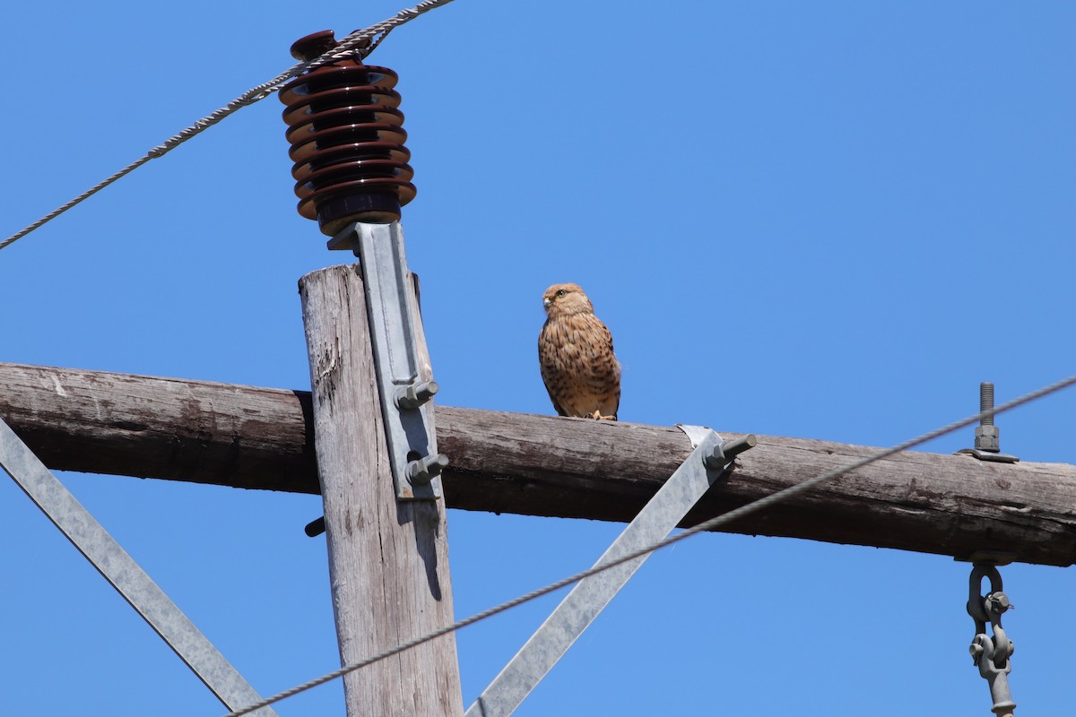 Greater Kestrel - ML646294952