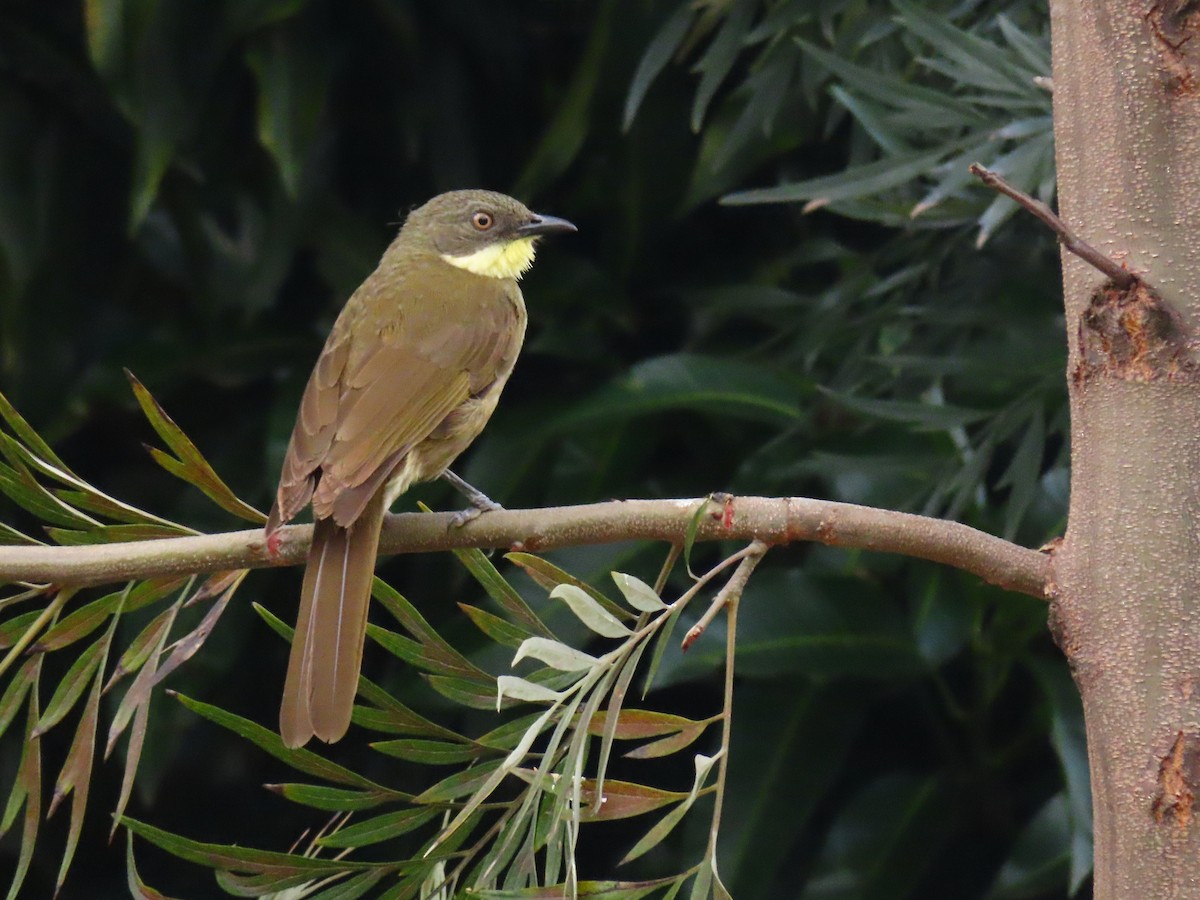 Pale-throated Greenbul - ML646294953