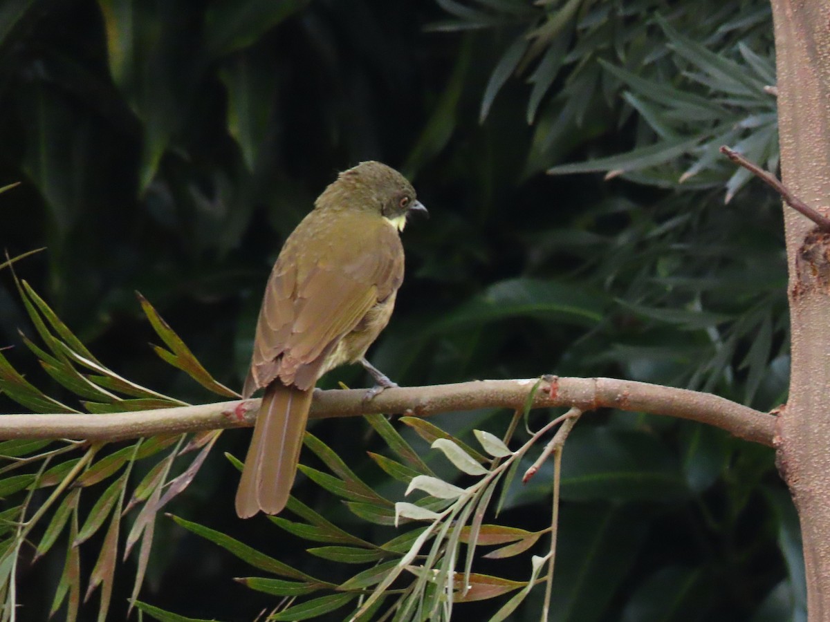 Pale-throated Greenbul - ML646294955