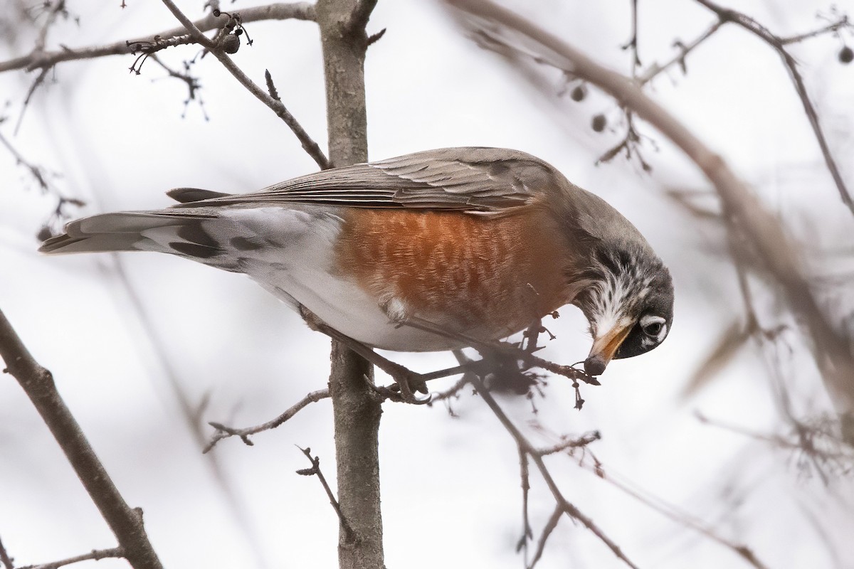 American Robin - ML646294958