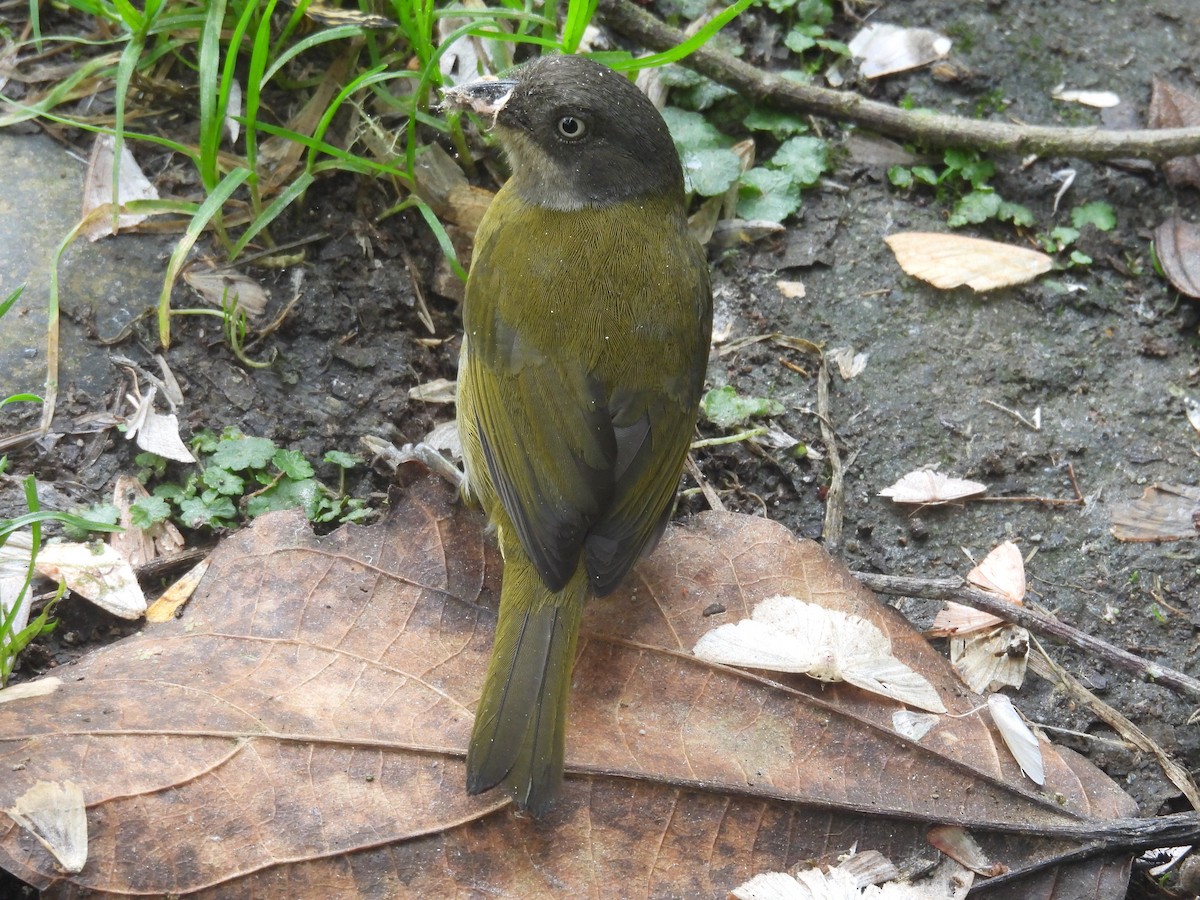 Common Chlorospingus - ML646294960