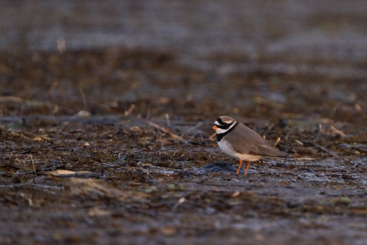 Common Ringed Plover - ML646294961