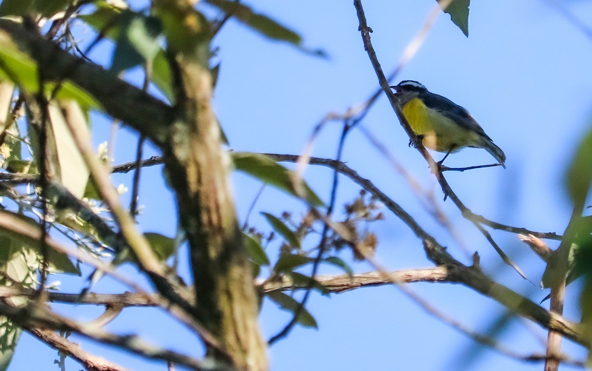 Bananaquit - ML646294962