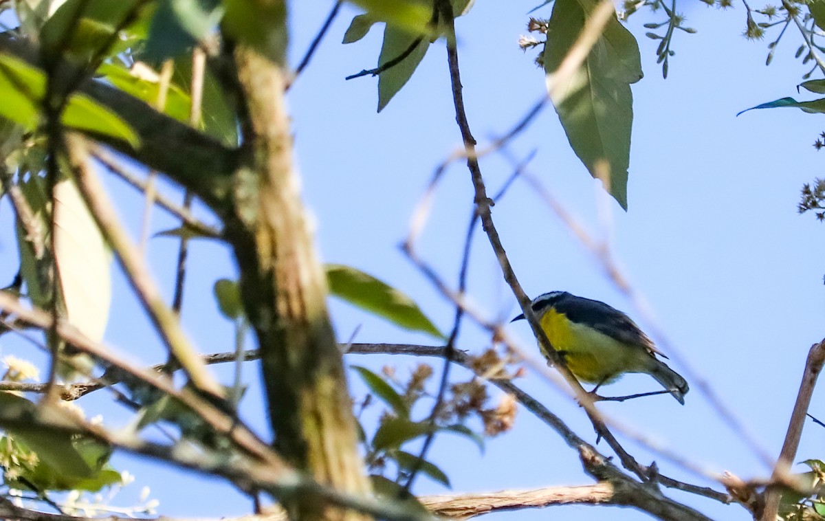 Bananaquit - ML646294963