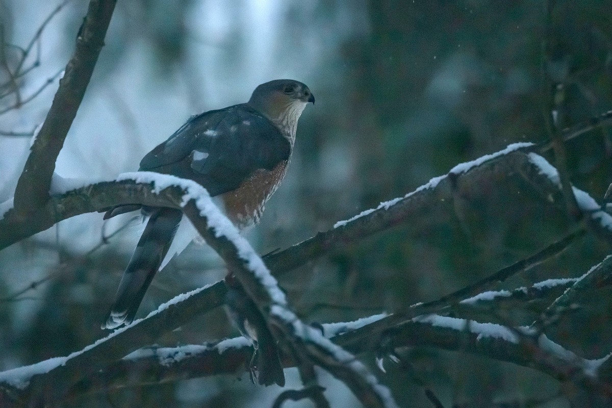 Cooper's Hawk - ML646294964