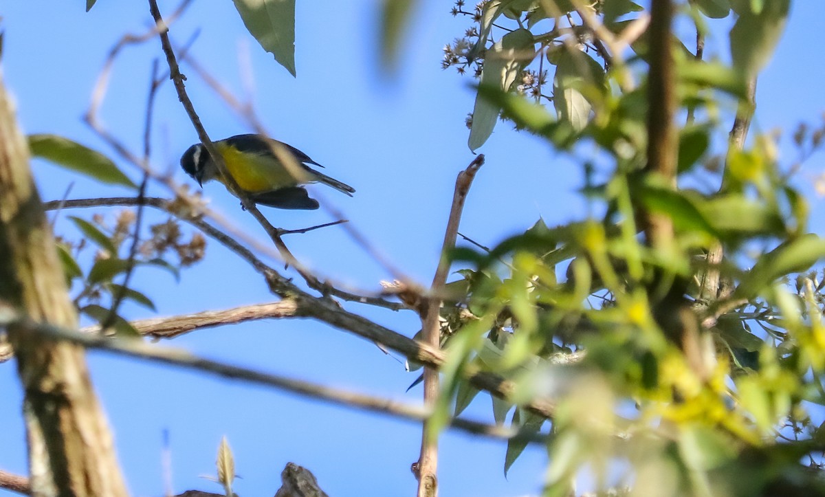 Bananaquit - ML646294965