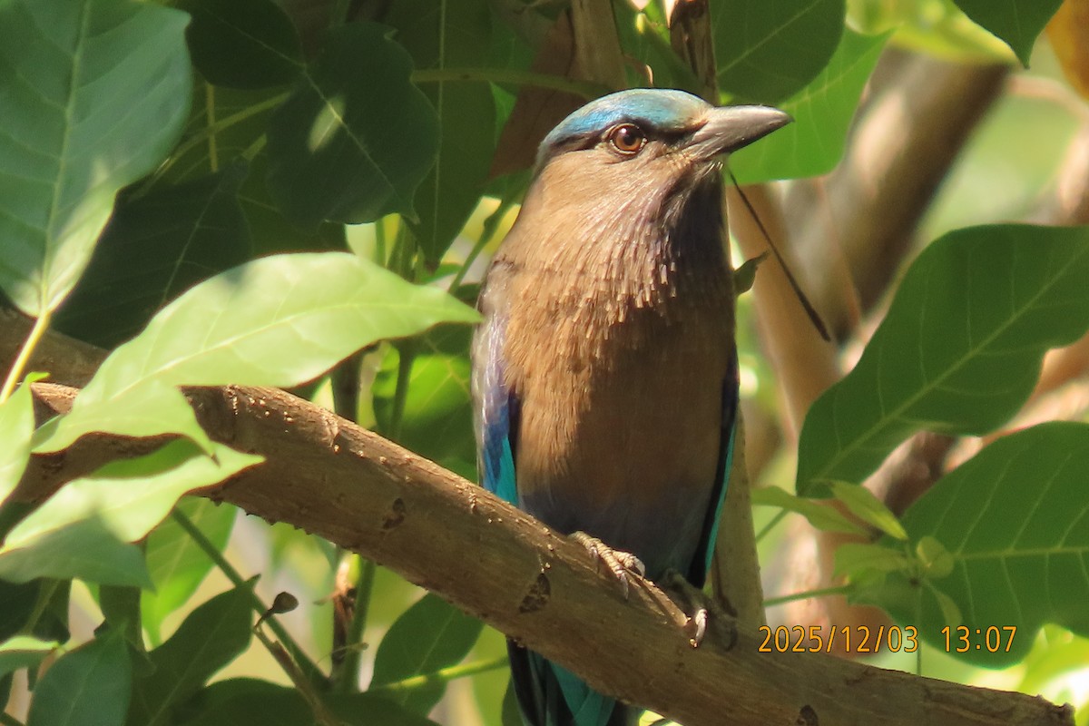 Indochinese Roller - ML646294968