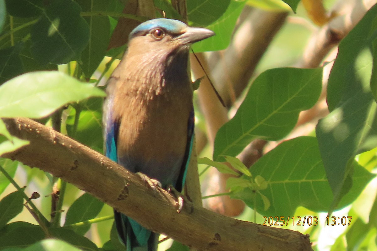 Indochinese Roller - ML646294969