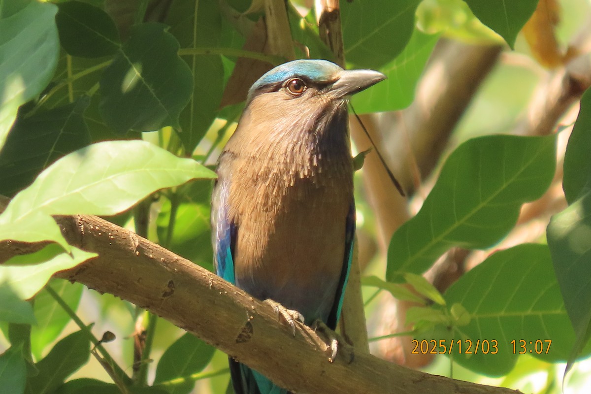 Indochinese Roller - ML646294970