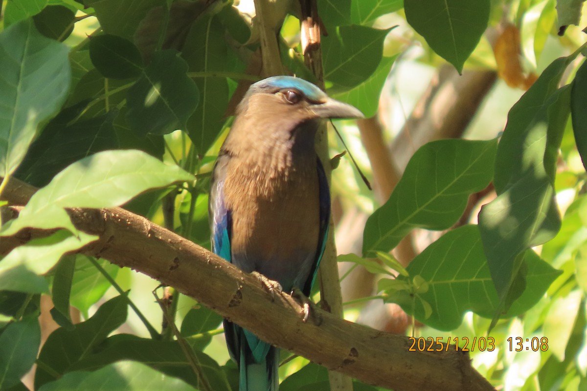 Indochinese Roller - ML646294971