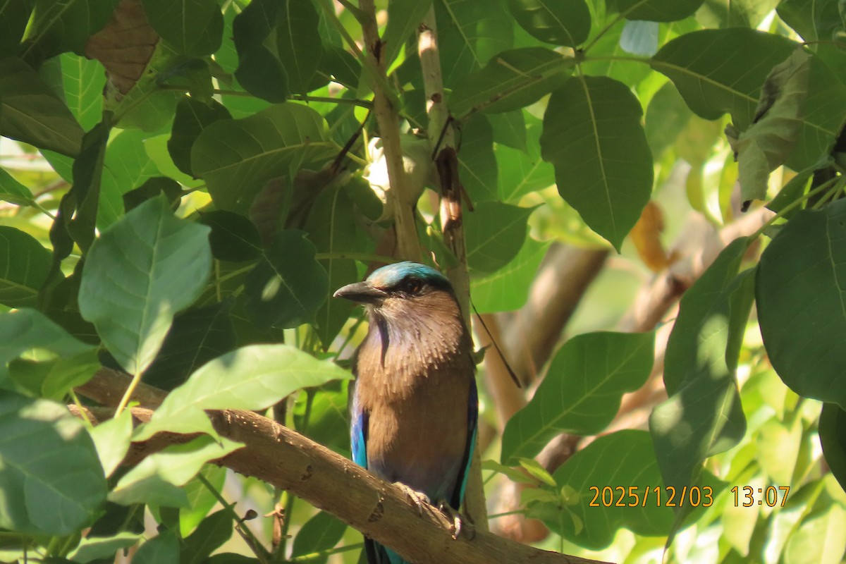 Indochinese Roller - ML646294972