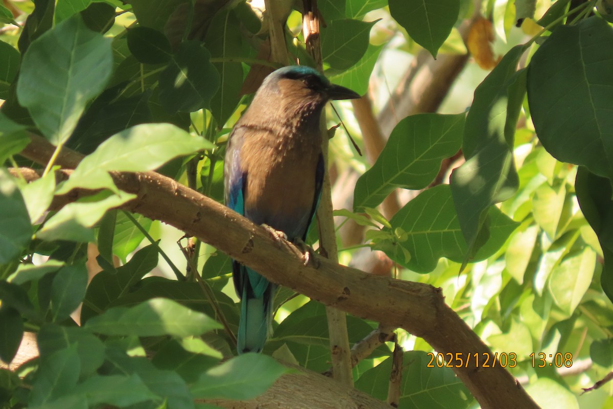 Indochinese Roller - ML646294973