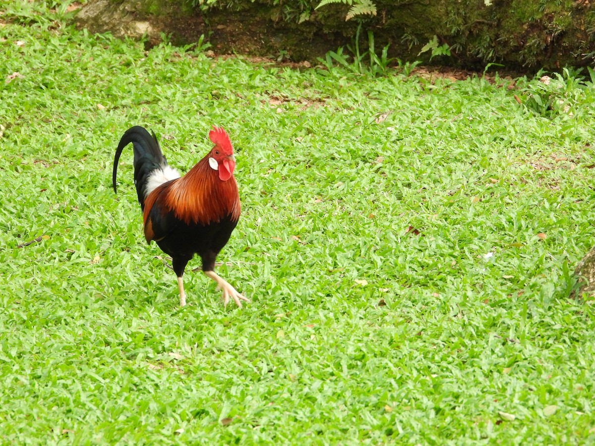 Red Junglefowl (Domestic type) - ML646294983