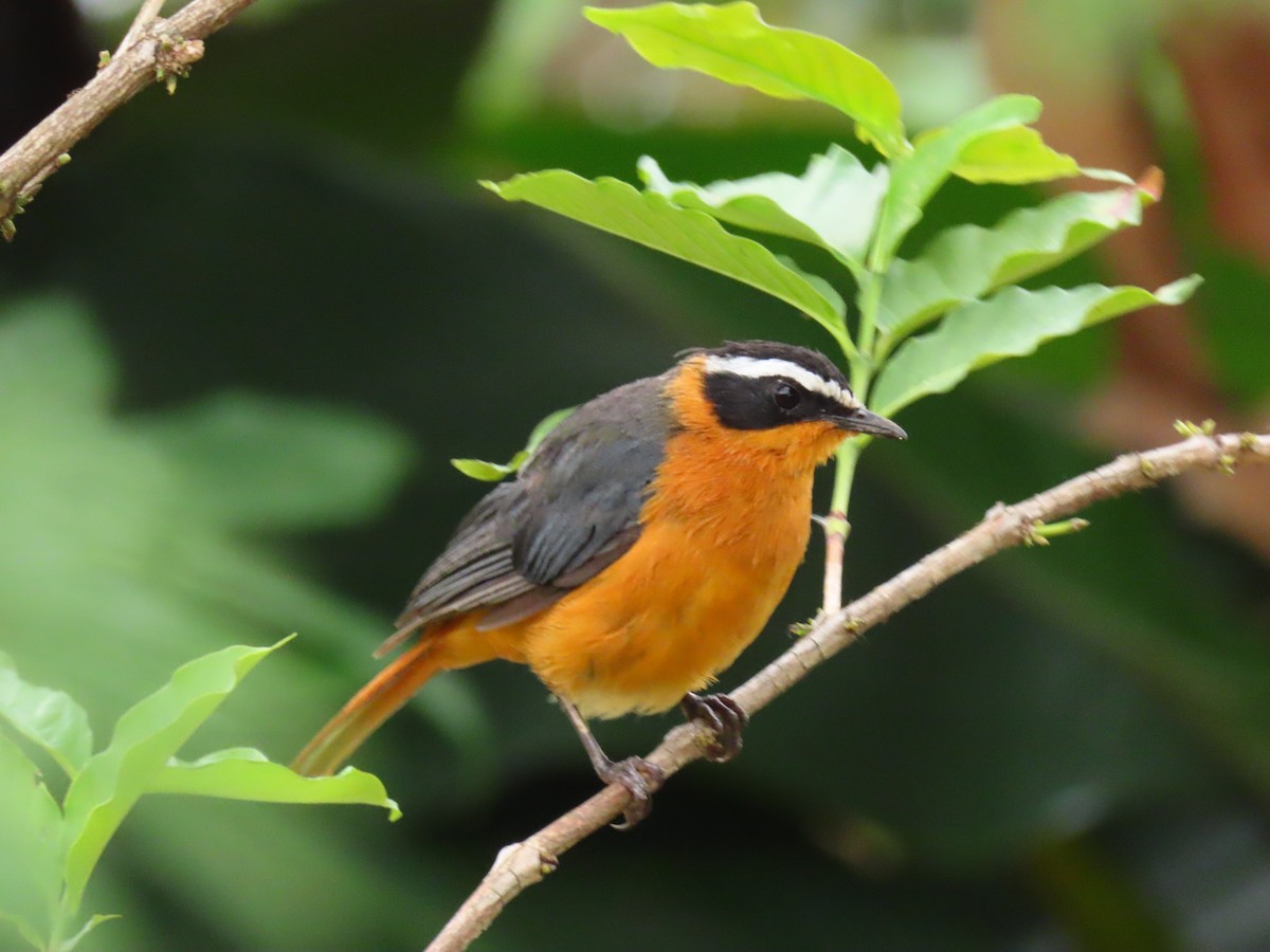 White-browed Robin-Chat - ML646294984
