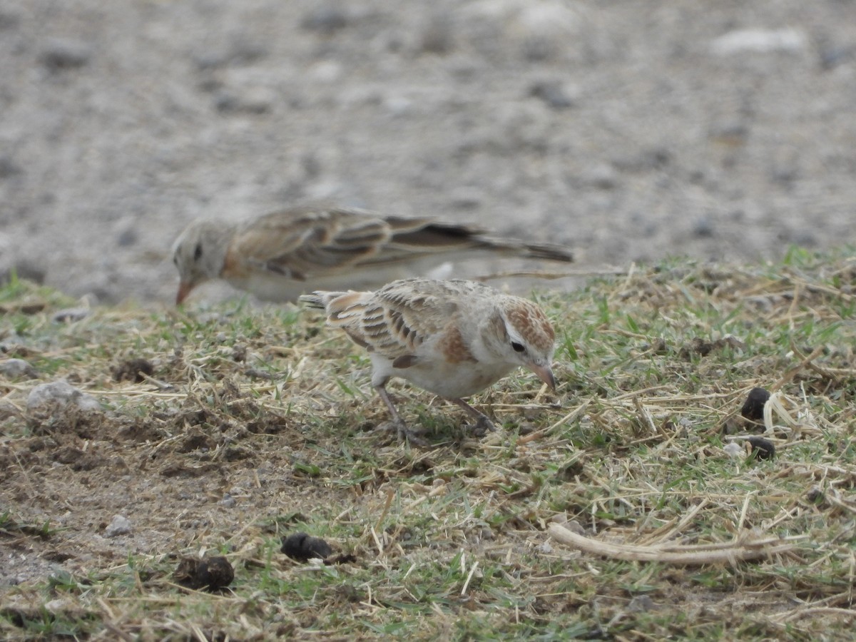 Rufous-naped Lark - ML646294986