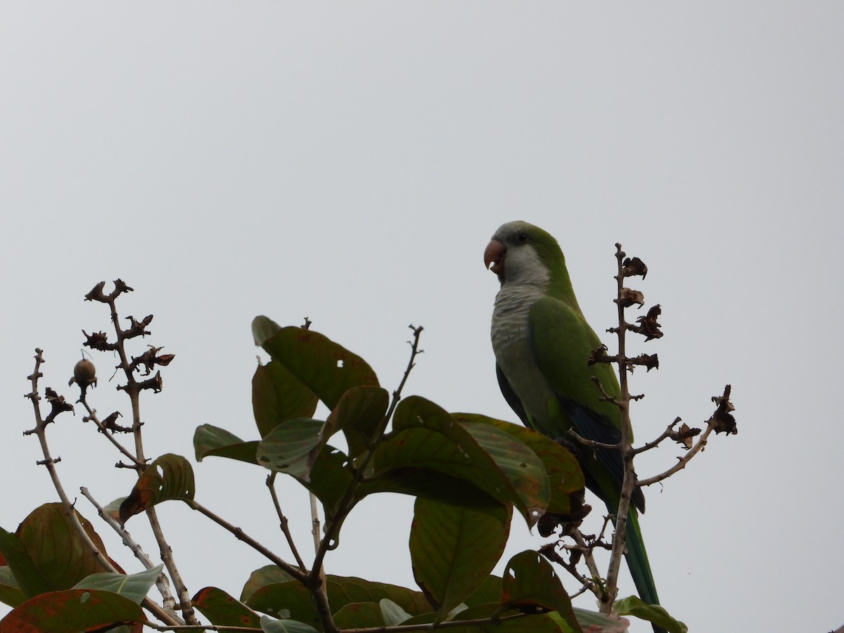 Monk Parakeet - ML646294990