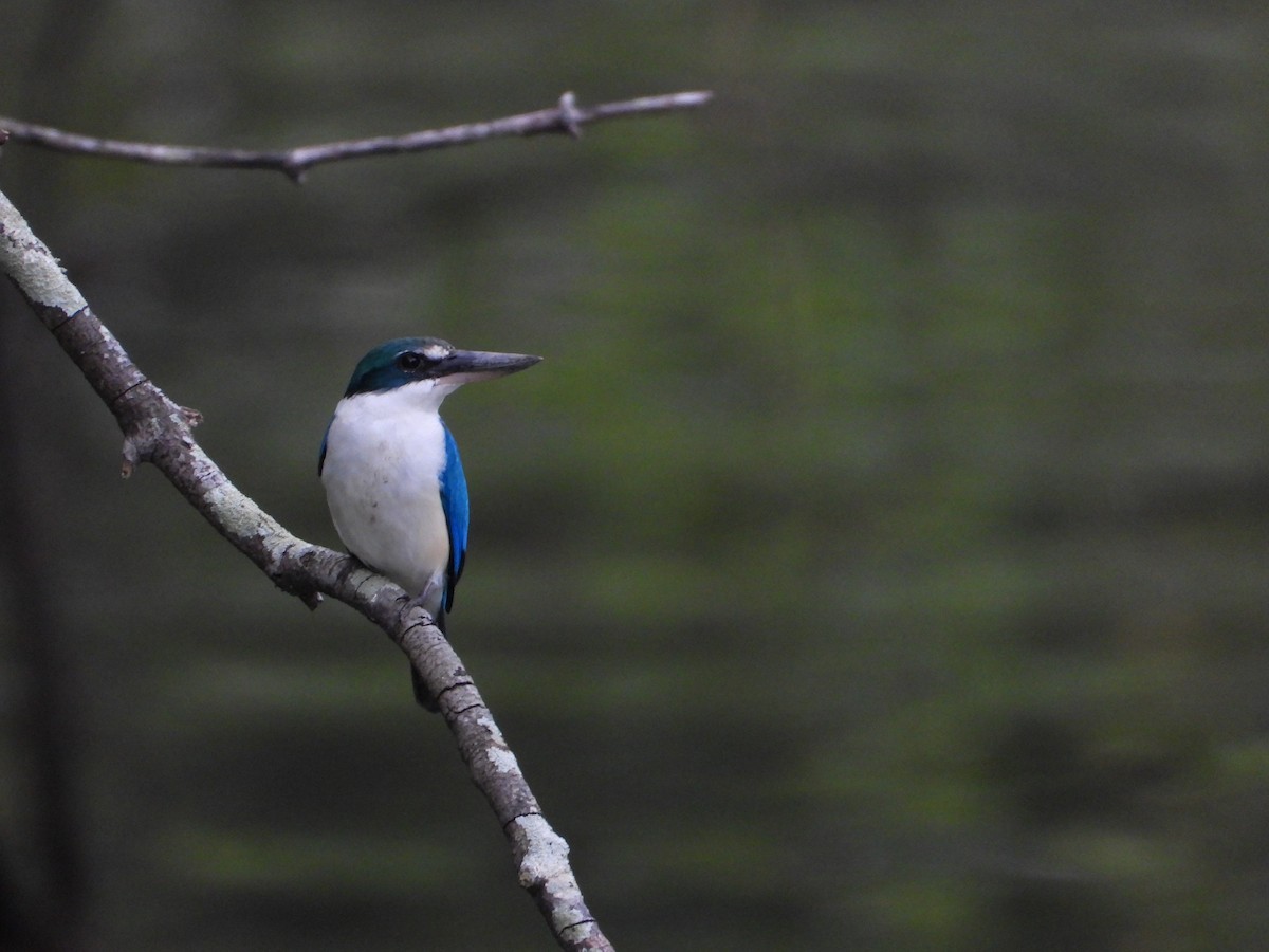 Collared Kingfisher - ML646294993