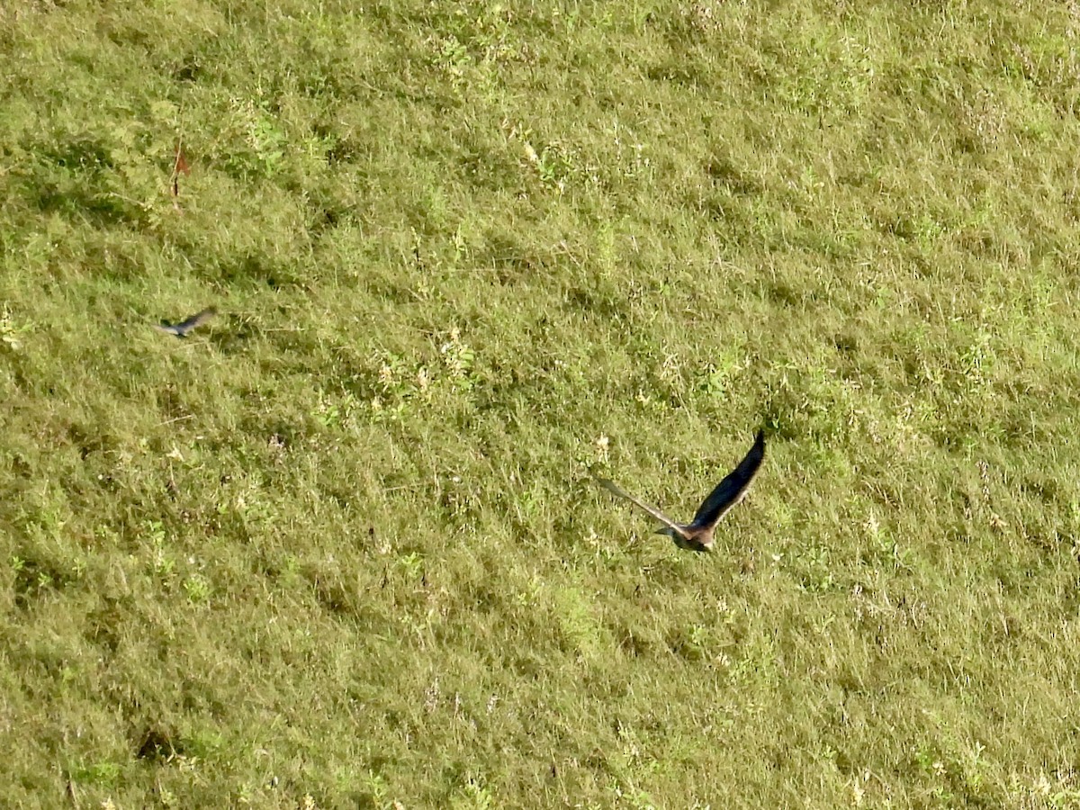 Red-tailed Hawk - ML646294998