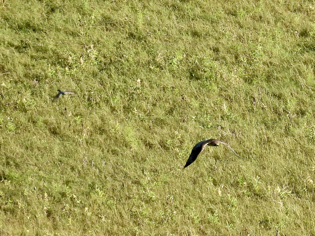 Red-tailed Hawk - ML646294999