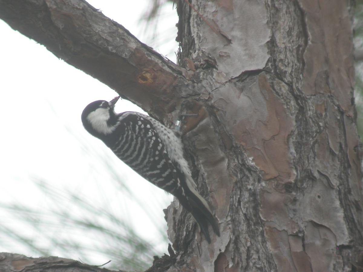 Red-cockaded Woodpecker - ML646295001