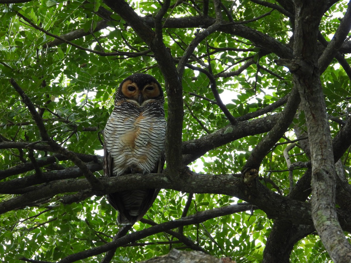 Пагодная неясыть - ML646295009