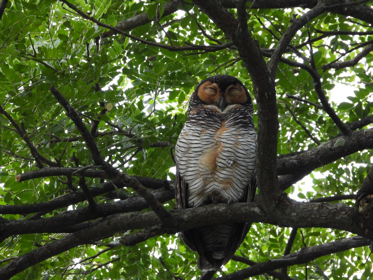 Пагодная неясыть - ML646295013