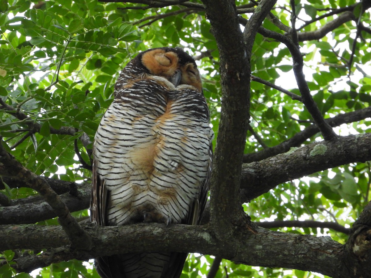 Пагодная неясыть - ML646295025