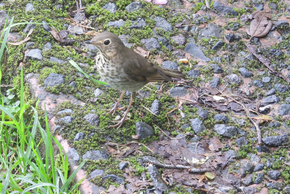 Swainson's Thrush - ML646295028
