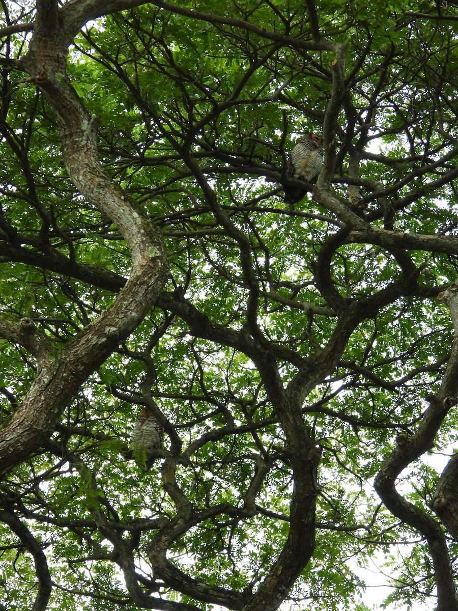 Пагодная неясыть - ML646295032