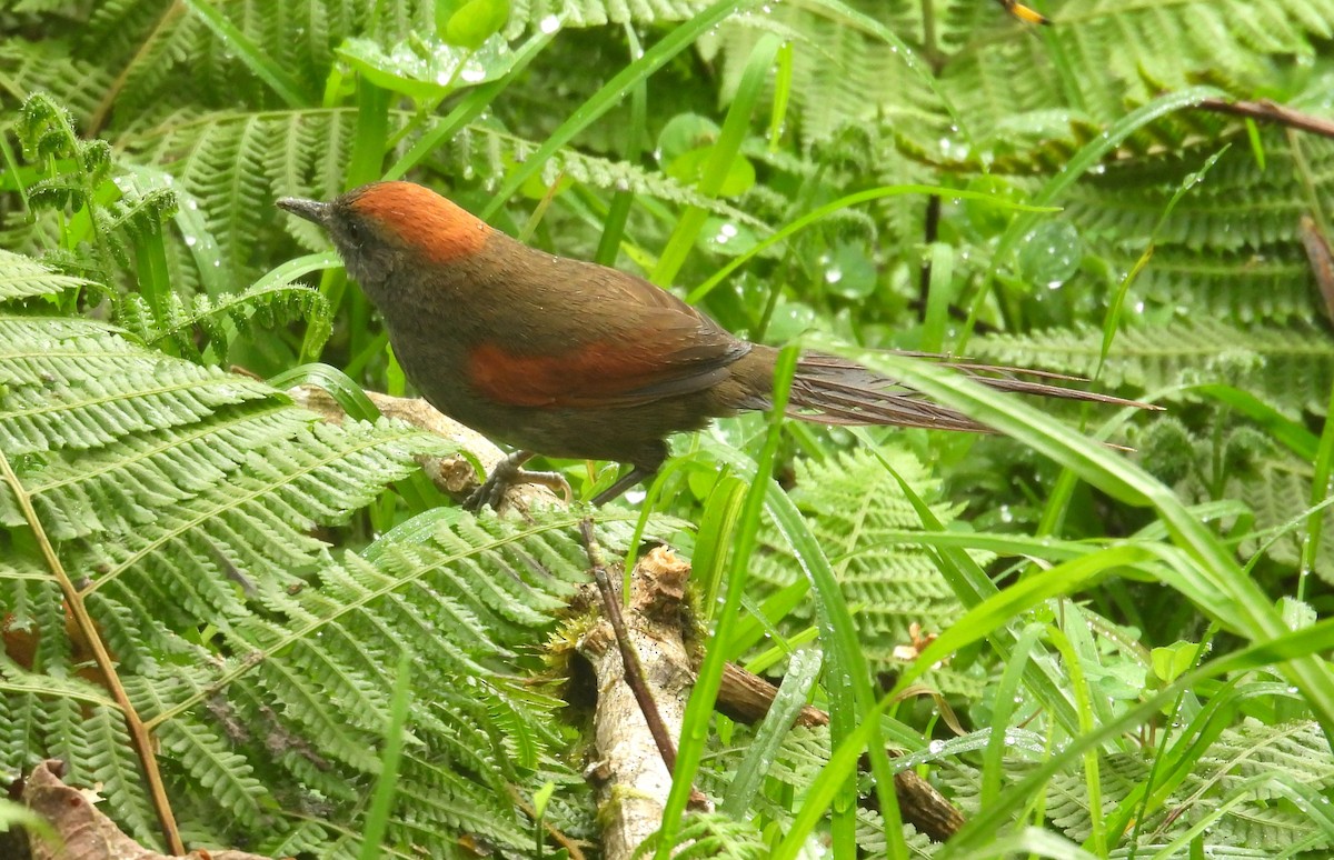 ミヤマオナガカマドドリ - ML646295035