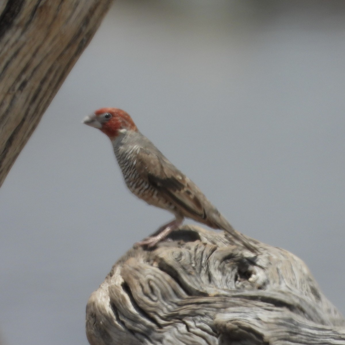 Red-headed Finch - ML646295037