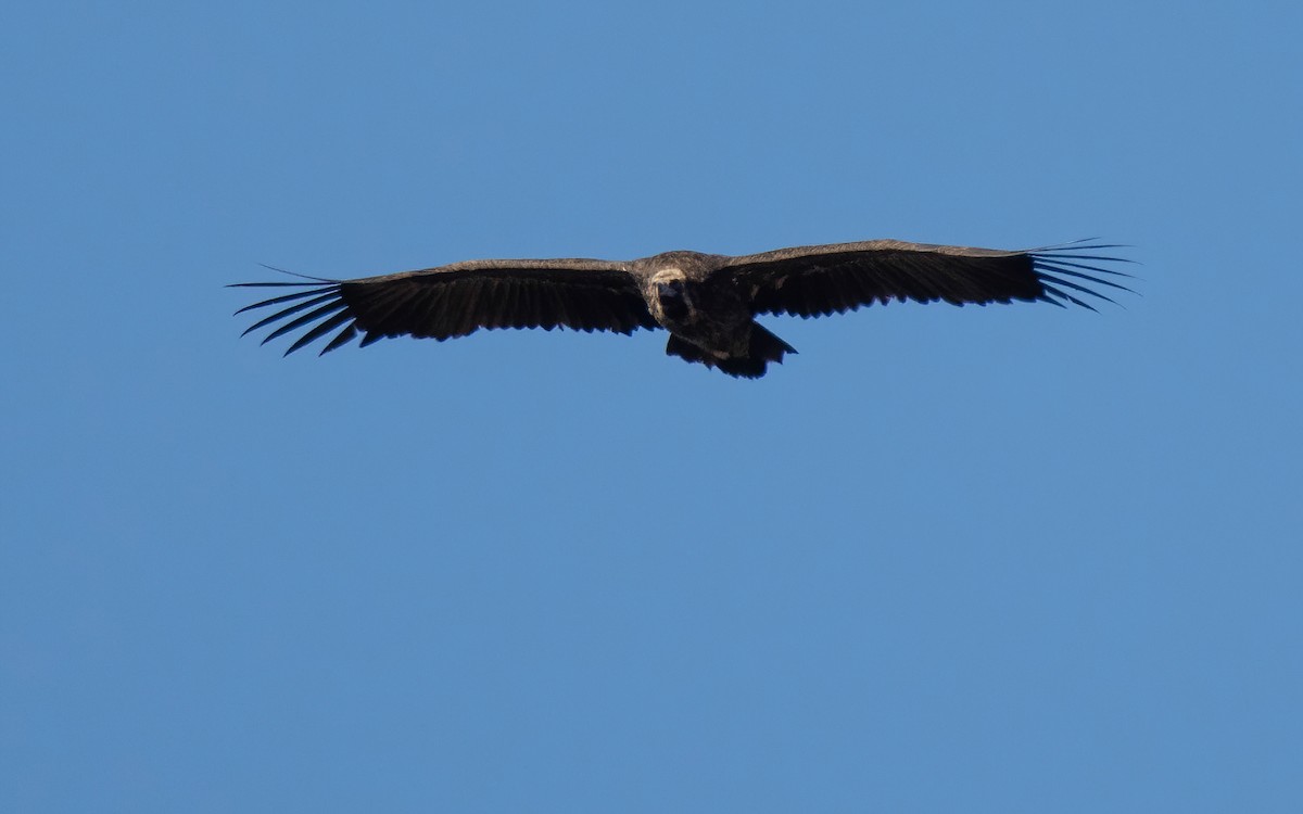 sup hnědý - ML646295050