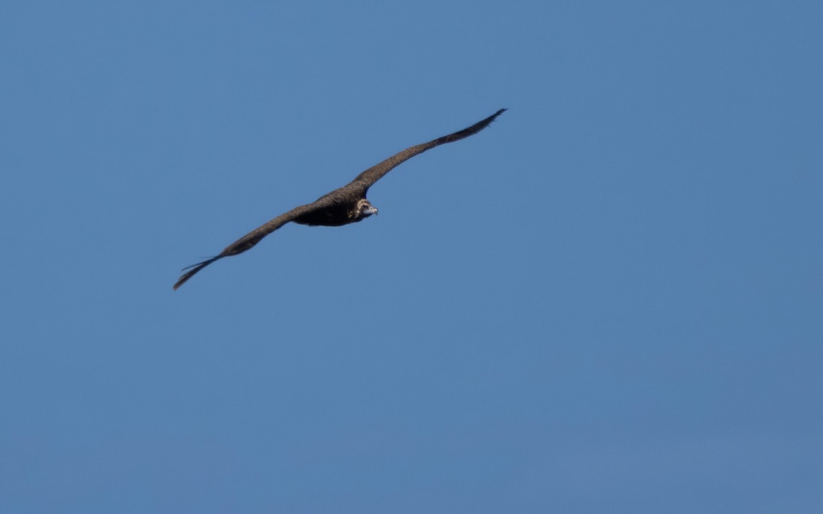 sup hnědý - ML646295051