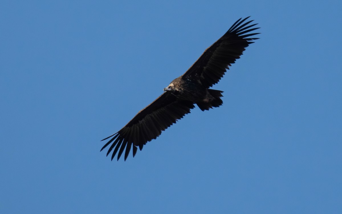 sup hnědý - ML646295052