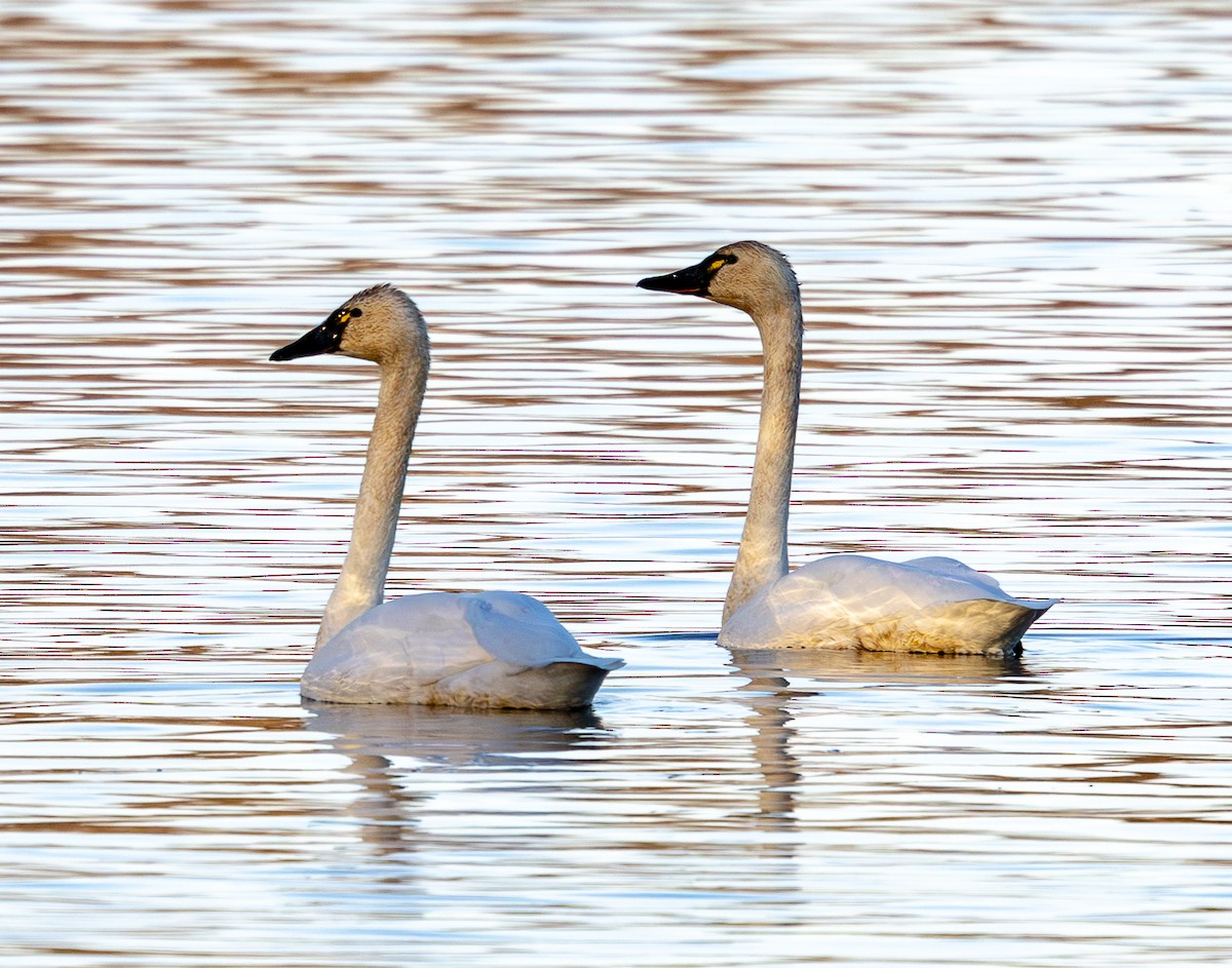 Tundra Swan - ML646295064