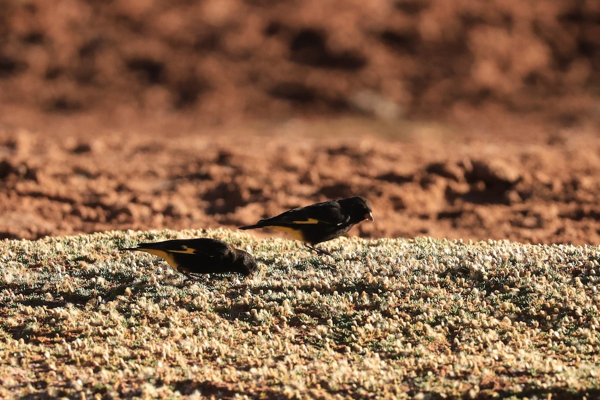 Black Siskin - ML646295065