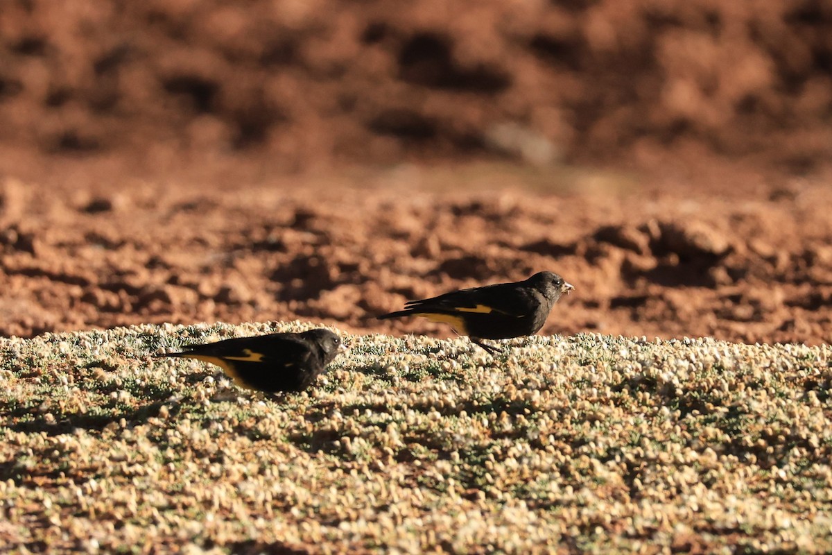 Black Siskin - ML646295066