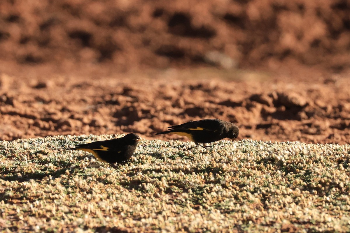 Black Siskin - ML646295067