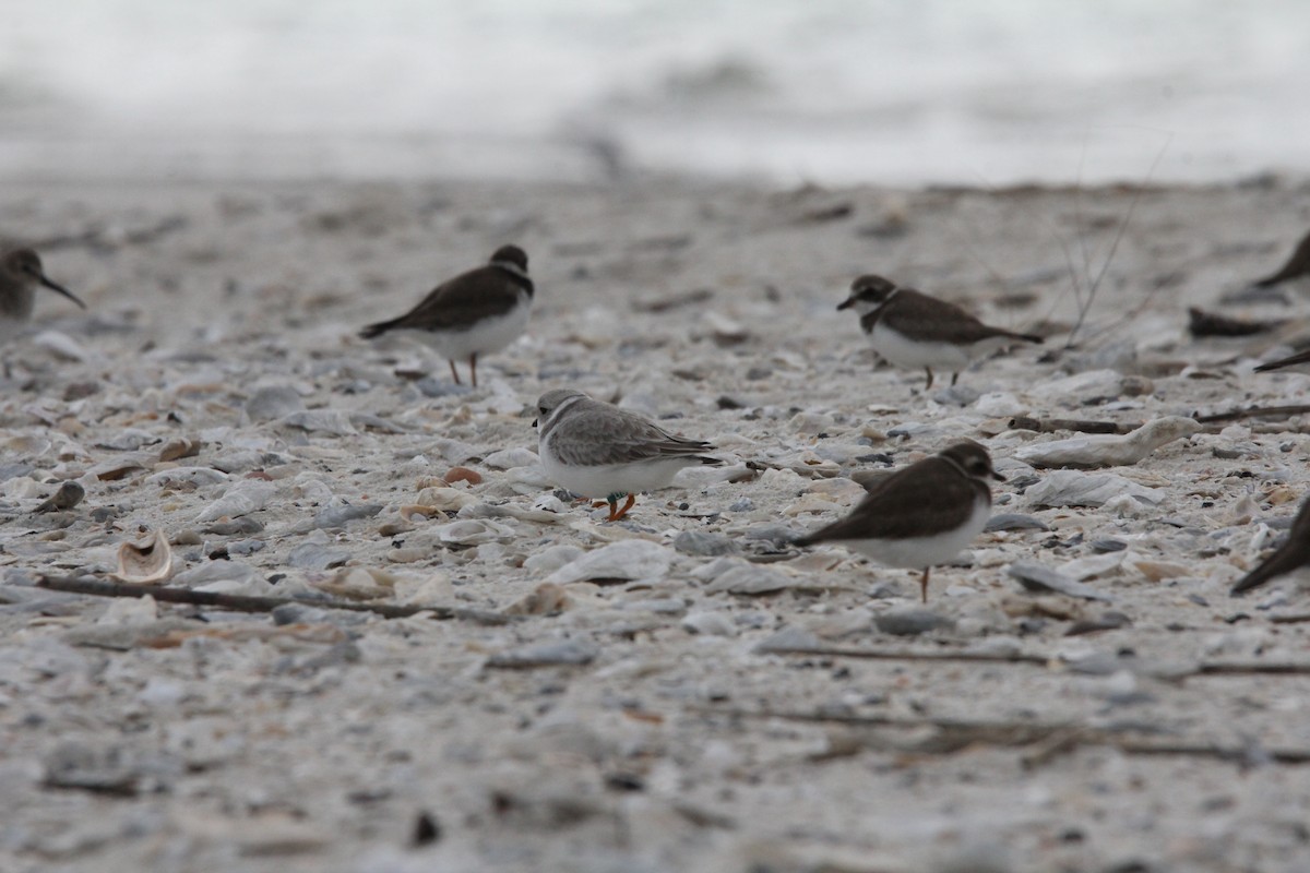 Islıkçı Cılıbıt - ML646295069