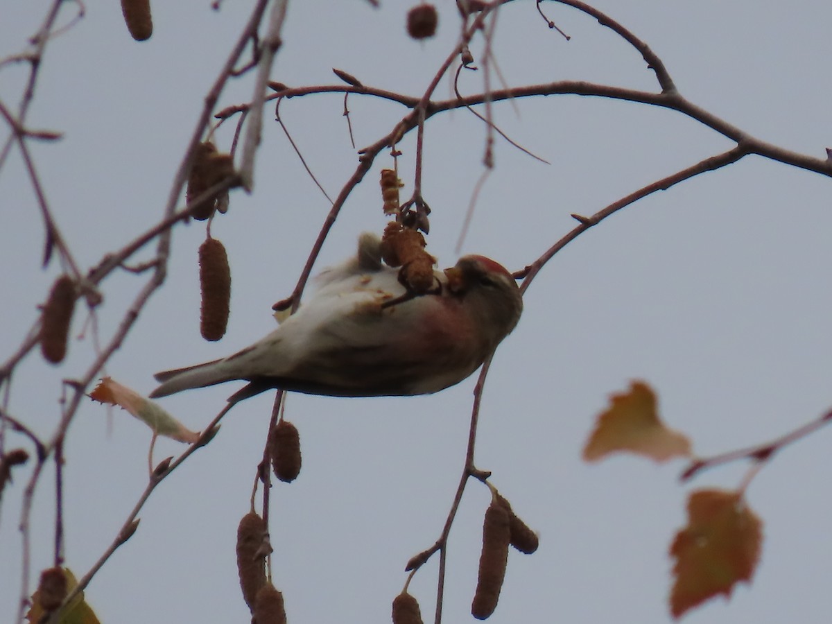 Redpoll - ML646295101