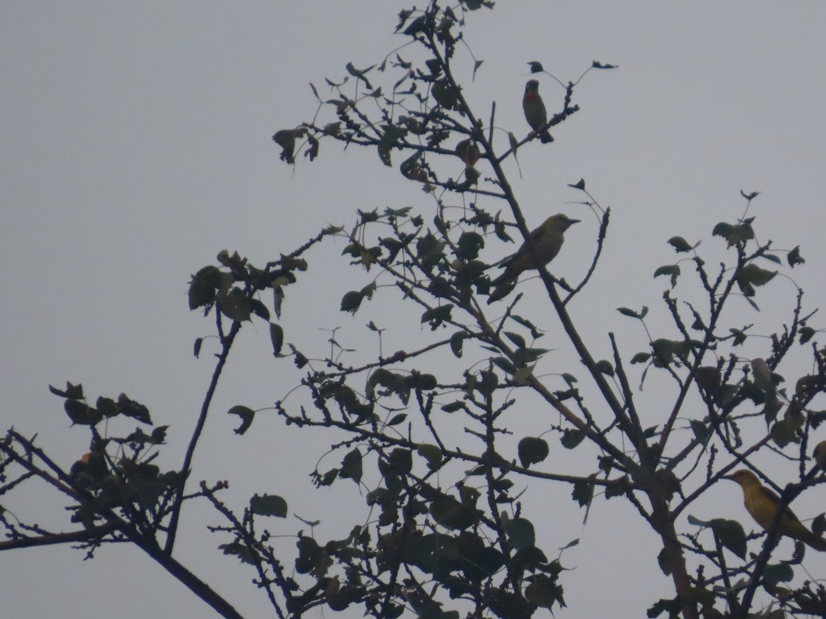 Indian Golden Oriole - ML646295102