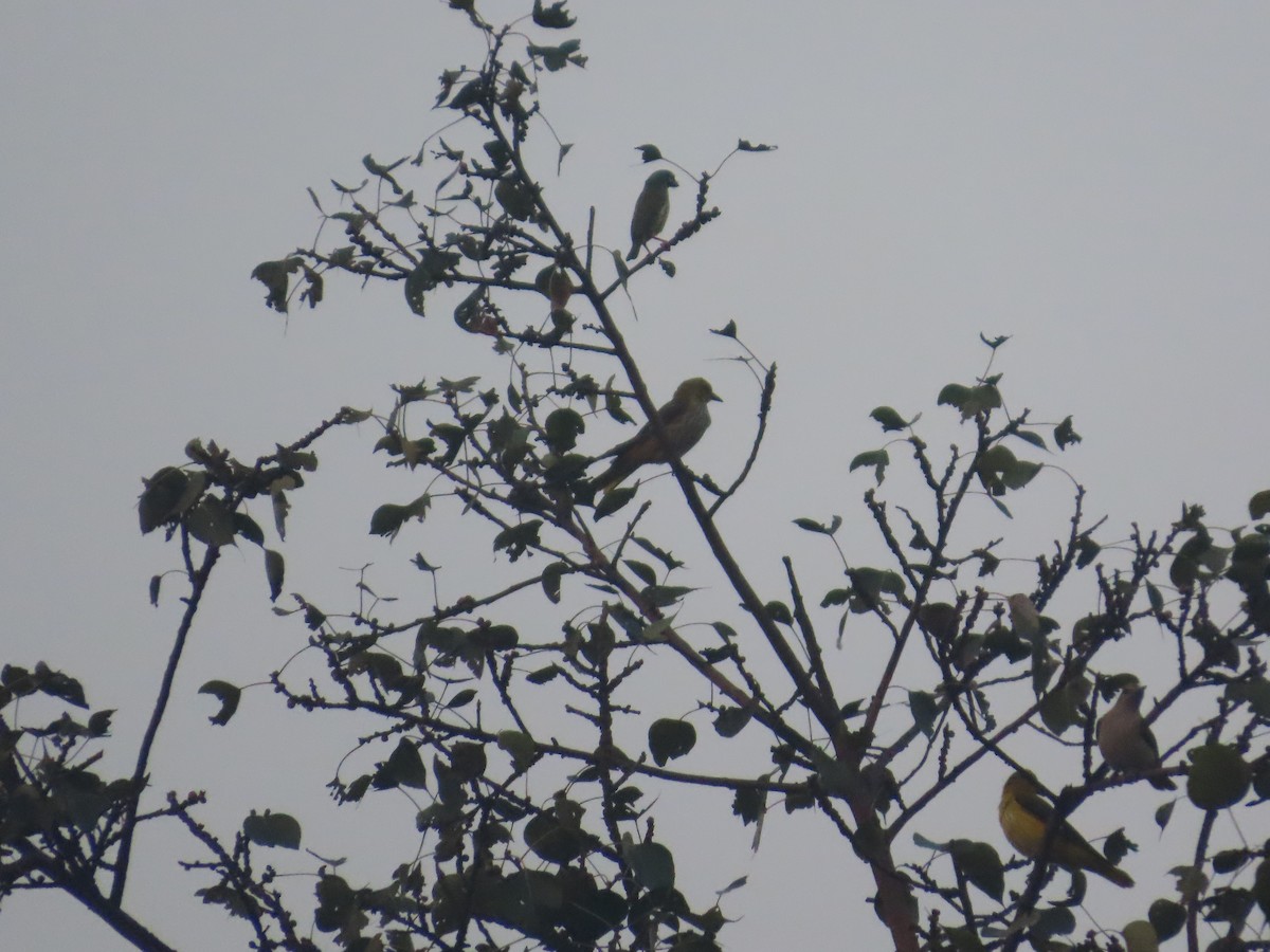 Indian Golden Oriole - ML646295103