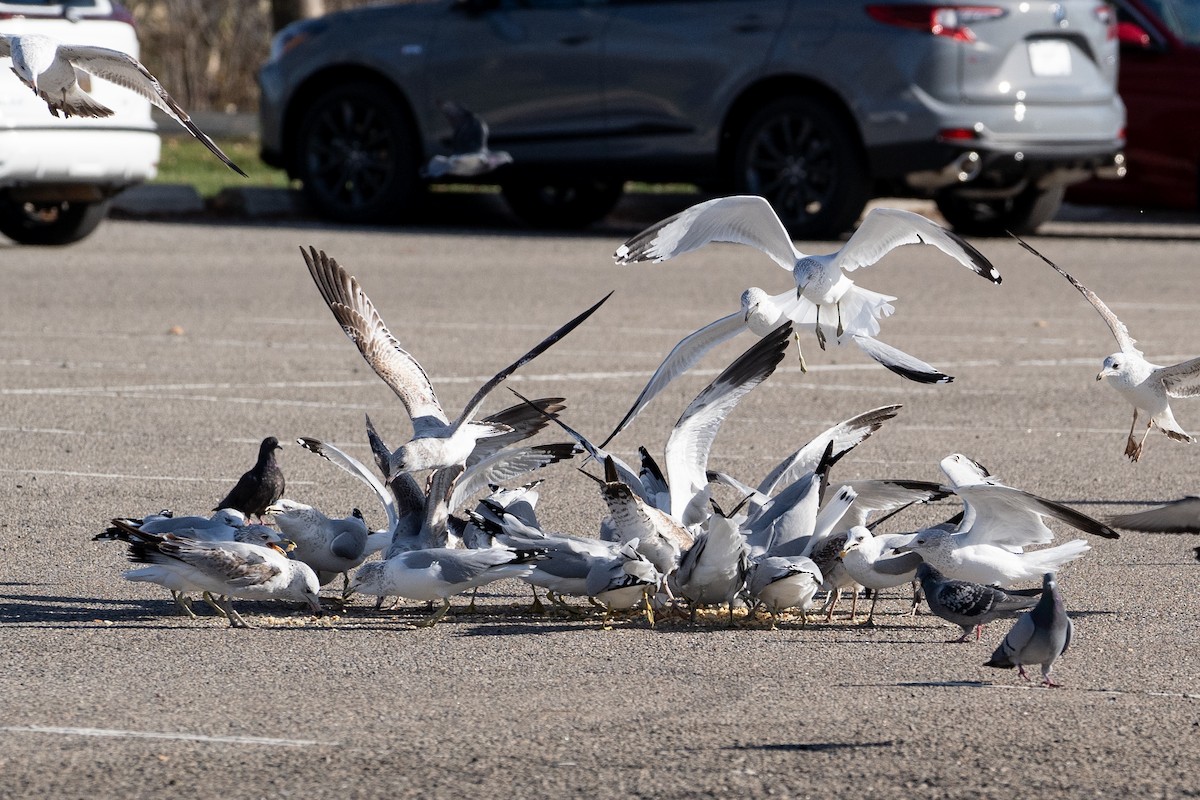 Ring-billed Gull - ML646295116