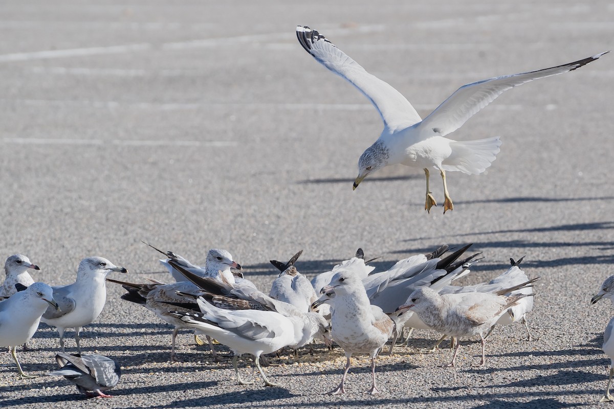 Ring-billed Gull - ML646295119