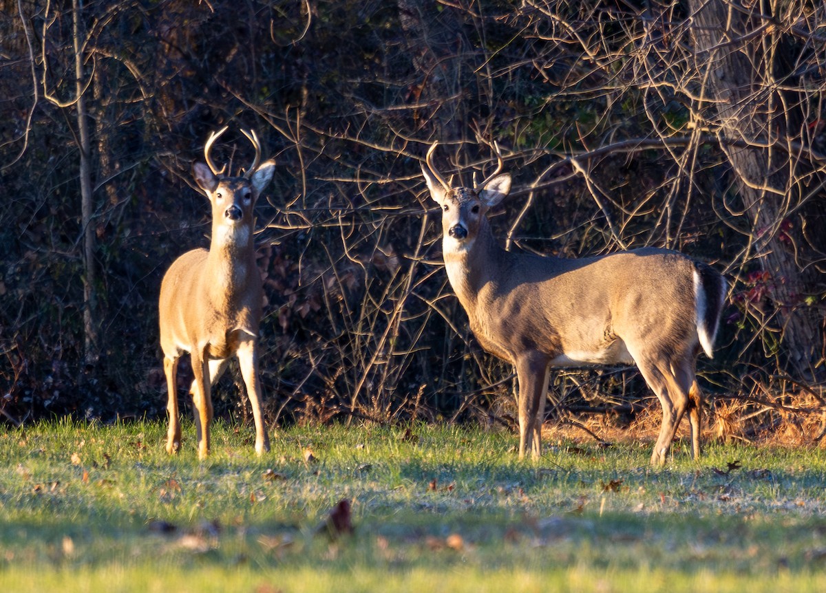 White-tailed Deer - ML646295120