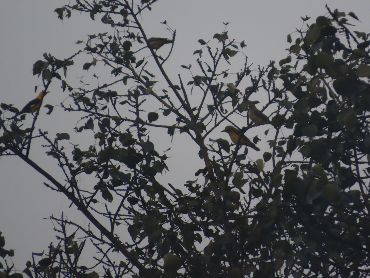 Indian Golden Oriole - ML646295121