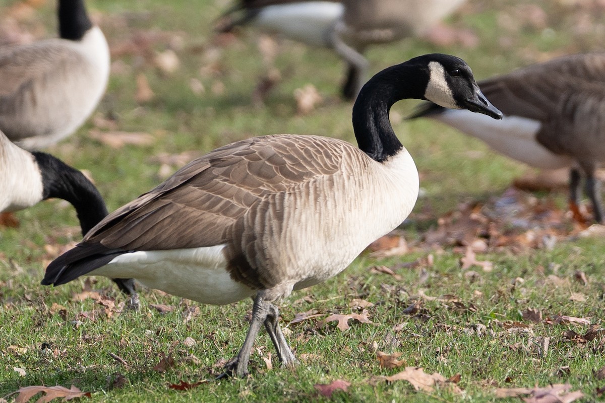 Canada Goose - ML646295123